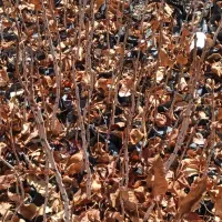 فروشی هست|گل و گیاه طبیعی|چترود, |دیوار