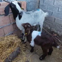 بز شیری مولد ابستن