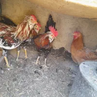 سلام ۳عدد خروس گلین لری اصل مشتری واقعی