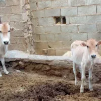 گاو و گوساله