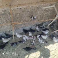 کفتر بشرط پرش