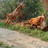 بز و بزغاله  (داشتی )