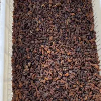 کشمش آفتابی بیدانه