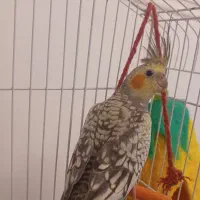 عروس هلندی گلباقالی