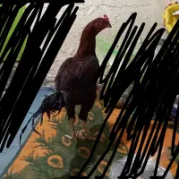 خروس دشتیاری اصل افغان|حیوانات مزرعه|بم, |دیوار