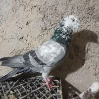 کفترباخت رفته|حیوانات|ملایر, |دیوار