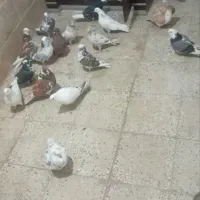 کفتر کبوتر مفت مفت دونه