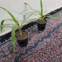 گل*برگ موزی* ۸۰ت