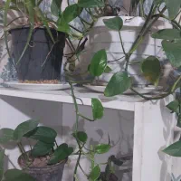 با تکثیر گل و گیاهان به درامد برسید