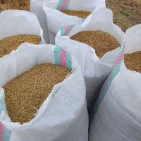 4کیسه شالی فجر سوزنی 90روزه بذری فروش فوری