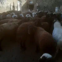 شیشک ومیش ابستن وزاییده