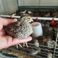 بلدرچین بالغ و جوجه دو تا سه هفته ای