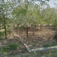 ۵قطعه باغچه ۳۵۰ متری سنددارکنارهم درکرج