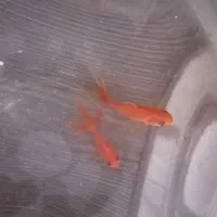 ماهی مولد قرمز