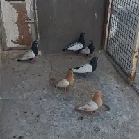 ۶عدد کفتر سینه ای