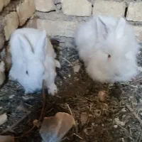 خرگوش سفید یکدست چشم قرمز