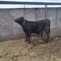 گوساله نرانگوس ۲رس