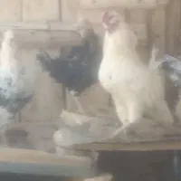 مرغ و خروس گلین