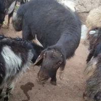 قوج قزل افشار