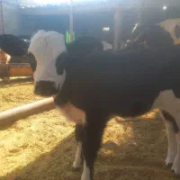 گوساله شیری ماده به فروش می‌رسد|حیوانات مزرعه|کوهدشت, |دیوار