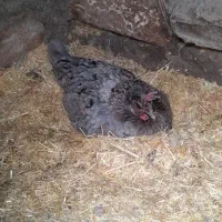 مرغ و مرغ کرچ