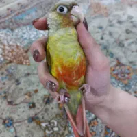 طوطی گرینچیک