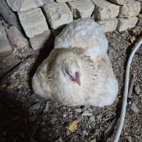 مرغ برهما کرچ