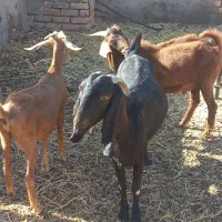 فروش دو راس بز زاییده