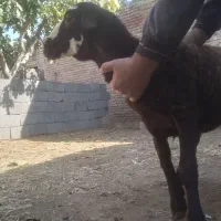 گوسفند برره نژاد دار و فوق العاده|حیوانات مزرعه|بناب, |دیوار