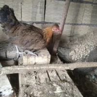 مرغ و خروس گلین طوسی چهل تاج ریش کاکل فول|حیوانات مزرعه|اصفهان, بهارستان|دیوار