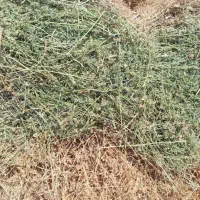 یونجه خالص