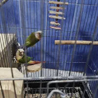 یک جفت گرینچیک بالغ