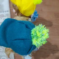 عروسک|اسباب‌بازی بچه|قم, آزادگان|دیوار