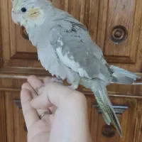 جوجه عروس هلندی