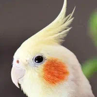 عروس هلندی نر