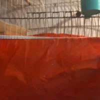 تعویض قناری ماده آماده باقناری نراماده سفت|پرنده|آران و بیدگل, |دیوار