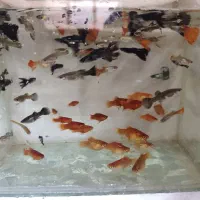 ماهی|ماهی|شیروان (خراسان), |دیوار