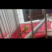 مرغ عشق رایگان و قفس پرنده به همراه کاور