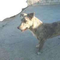 سگ ماده|سگ|زابل, |دیوار