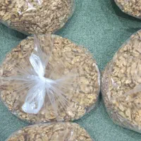 مغز گردو|خوردنی و آشامیدنی|ساوه, |دیوار