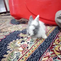 خرگوش لوپ ملوس|موش و خرگوش|سبزوار, قصبه غربی|دیوار