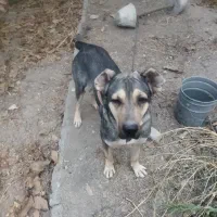 سگ سرابی در خون اصل نگهبان مطمعن