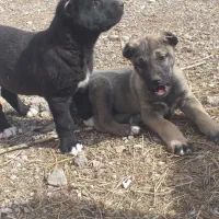 واگذاری توله ماسرابی