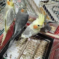 عروس هلندی سر حال وخوب|پرنده|تنکابن, |دیوار