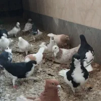 کبوتر|پرنده|مرودشت, فاز دوم شهرک فرهنگیان|دیوار