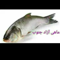 ماهی قزل آلا بسیار ارزان