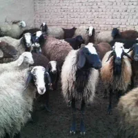 بره گوسفند