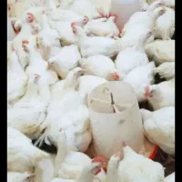 مرغ زنده کیلویی ۱۱۷