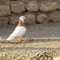 سه عدد طوقی درجه یک