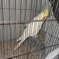 عروس هلندی لوتینو نر